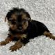 Yorkshire Terrier Puppies for sale in San Diego, CA, USA. price: $650
