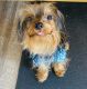Yorkshire Terrier Puppies for sale in Lancaster, PA, USA. price: $1,500
