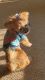 Yorkshire Terrier Puppies for sale in Warren, MI, USA. price: $650