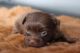 Yorkshire Terrier Puppies for sale in Vancouver, WA, USA. price: $3,000