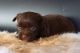 Yorkshire Terrier Puppies for sale in Vancouver, WA, USA. price: $2,750