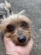 Yorkshire Terrier Puppies for sale in Pittsburgh, PA, USA. price: $3
