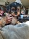 Yorkshire Terrier Puppies for sale in Lakewood, WA, USA. price: $3,000