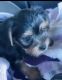 Yorkshire Terrier Puppies for sale in Jonesboro, GA, USA. price: $2,500