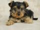 Yorkshire Terrier Puppies for sale in Maine, ME 04736, USA. price: NA