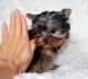 Yorkshire Terrier Puppies for sale in Maine, ME 04736, USA. price: $100