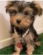 Yorkshire Terrier Puppies for sale in San Lorenzo, CA, USA. price: NA