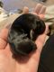 Yorkshire Terrier Puppies for sale in Springtown, TX 76082, USA. price: $800