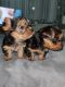 Yorkshire Terrier Puppies for sale in Orem, UT, USA. price: $600