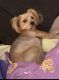 Yorkshire Terrier Puppies for sale in Norwood Ave, Sacramento, CA, USA. price: NA