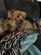 Yorkshire Terrier Puppies for sale in Pittsburgh, PA 15229, USA. price: $2