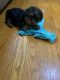 Yorkshire Terrier Puppies for sale in Danville, KY, USA. price: $800