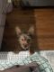 Yorkshire Terrier Puppies for sale in Upper Marlboro, MD 20772, USA. price: $2,000