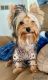 Yorkshire Terrier Puppies for sale in Wallace, MI 49893, USA. price: $2,500