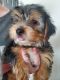 Yorkshire Terrier Puppies for sale in Amelia, OH 45102, USA. price: $1,000