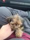 Yorkshire Terrier Puppies for sale in 5518 S Brooks Dr, Jefferson City, MO 65109, USA. price: $1,200