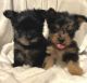 Yorkshire Terrier Puppies for sale in Bradford, PA 16701, USA. price: $1,650
