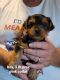 Yorkshire Terrier Puppies for sale in Edmonton, KY 42129, USA. price: $700