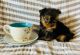 Yorkshire Terrier Puppies for sale in Tampa, FL, USA. price: $1
