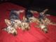 Yorkshire Terrier Puppies for sale in Hinesville, GA 31313, USA. price: $500