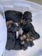 Yorkshire Terrier Puppies for sale in Wilkes-Barre, PA, USA. price: $2,000