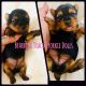 Yorkshire Terrier Puppies for sale in Folsom, CA, USA. price: $3,000