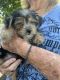 Yorkshire Terrier Puppies for sale in Nancy, KY 42544, USA. price: NA
