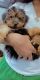 Yorkshire Terrier Puppies for sale in Bridgeport, CT, USA. price: $3