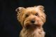 Yorkshire Terrier Puppies for sale in Anderson, SC, USA. price: $1,300