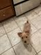 Yorkshire Terrier Puppies for sale in Concord, NC, USA. price: $800