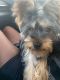 Yorkshire Terrier Puppies for sale in Fort Lauderdale, FL 33312, USA. price: $3,500
