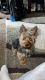 Yorkshire Terrier Puppies for sale in Holtsville, NY, USA. price: $1,300