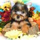 Yorkshire Terrier Puppies for sale in Hammond, IN, USA. price: $3,000