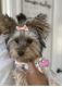 Yorkshire Terrier Puppies for sale in Southampton Township, NJ 08088, USA. price: $1,000