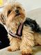 Yorkshire Terrier Puppies for sale in Palatine, IL, USA. price: NA