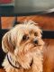 Yorkshire Terrier Puppies for sale in Palatine, IL, USA. price: NA
