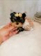 Yorkshire Terrier Puppies for sale in Montebello, CA, USA. price: NA