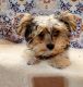 Yorkshire Terrier Puppies for sale in Delano, CA 93215, USA. price: $1,100