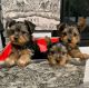 Yorkshire Terrier Puppies for sale in Paducah, KY, USA. price: $600