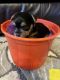 Yorkshire Terrier Puppies for sale in Clarksville, TN, USA. price: $1,000