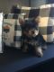 Yorkshire Terrier Puppies for sale in Sturbridge, MA, USA. price: $2,900