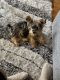 Yorkshire Terrier Puppies for sale in Washington, DC, USA. price: $900