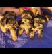 Yorkshire Terrier Puppies for sale in Temple, TX, USA. price: $1,800