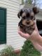 Yorkshire Terrier Puppies for sale in Great Falls, VA, USA. price: NA