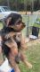 Yorkshire Terrier Puppies for sale in Swainsboro, GA 30401, USA. price: $900
