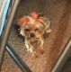 Yorkshire Terrier Puppies for sale in Woodinville, WA, USA. price: NA