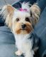 Yorkshire Terrier Puppies for sale in Enfield, CT 06082, USA. price: $1,200