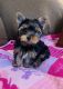 Yorkshire Terrier Puppies for sale in Aiken, SC, USA. price: $2,000