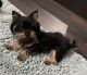 Yorkshire Terrier Puppies for sale in Greensboro, NC, USA. price: $1,600