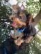 Yorkshire Terrier Puppies for sale in Philadelphia, PA 19124, USA. price: $1,800